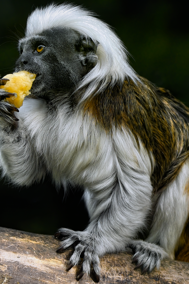 Обезьяна хлопковый тамарин в зоопарке