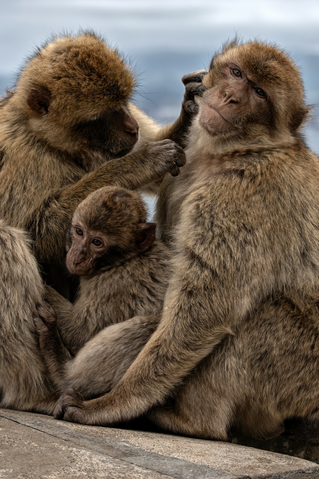 Семья из трех обезьян