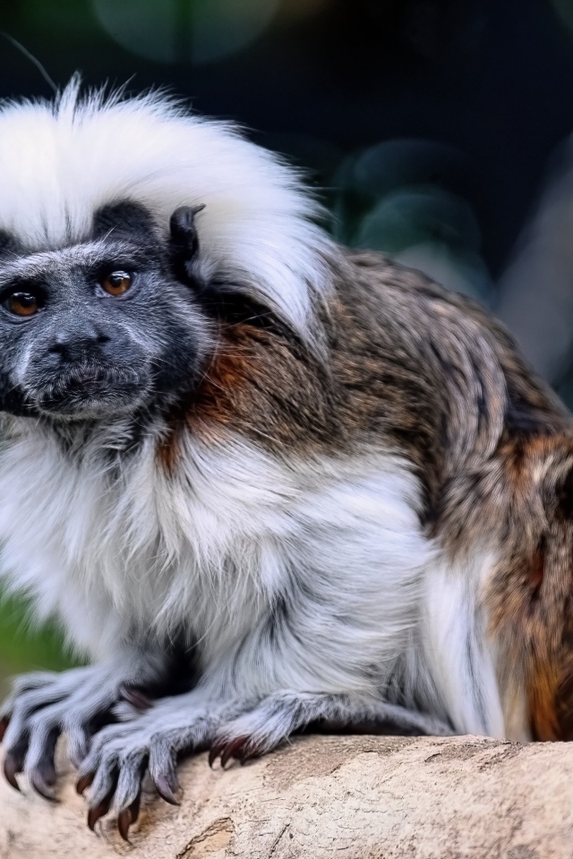 Смешной хлопковый тамарин сидит на дереве