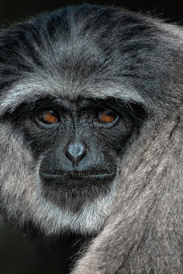 Большой серебристый гиббон