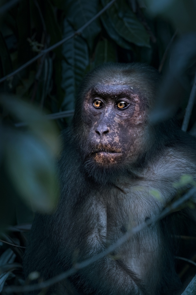 Большая макака сидит в листьях