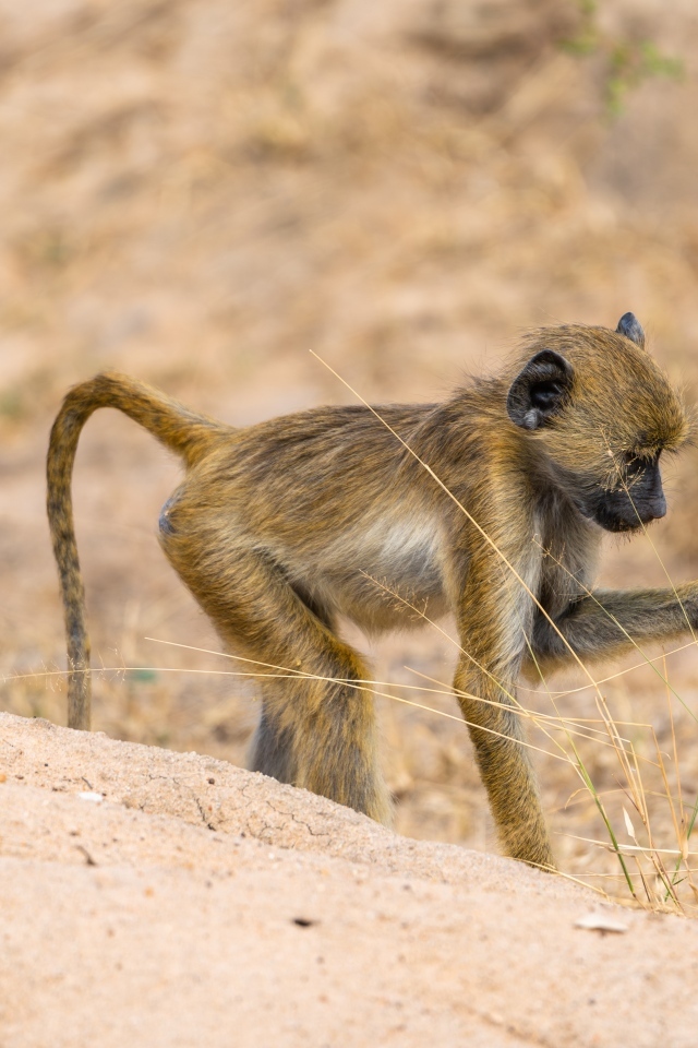 Маленькая обезьянка в сафари парке