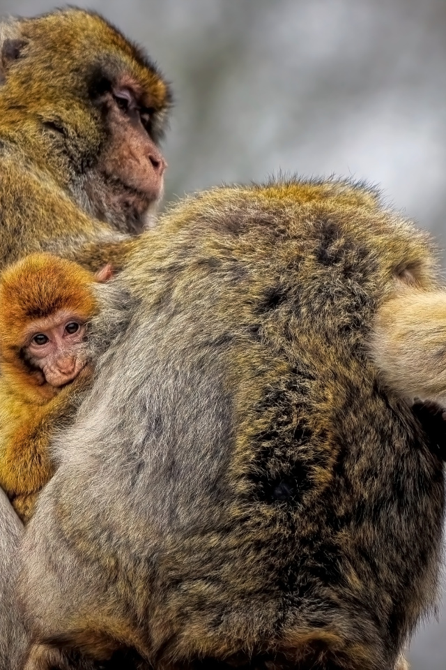 Семейство макак магот