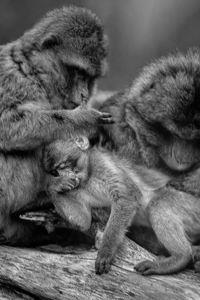 Семья обезьян черно-белое фото 