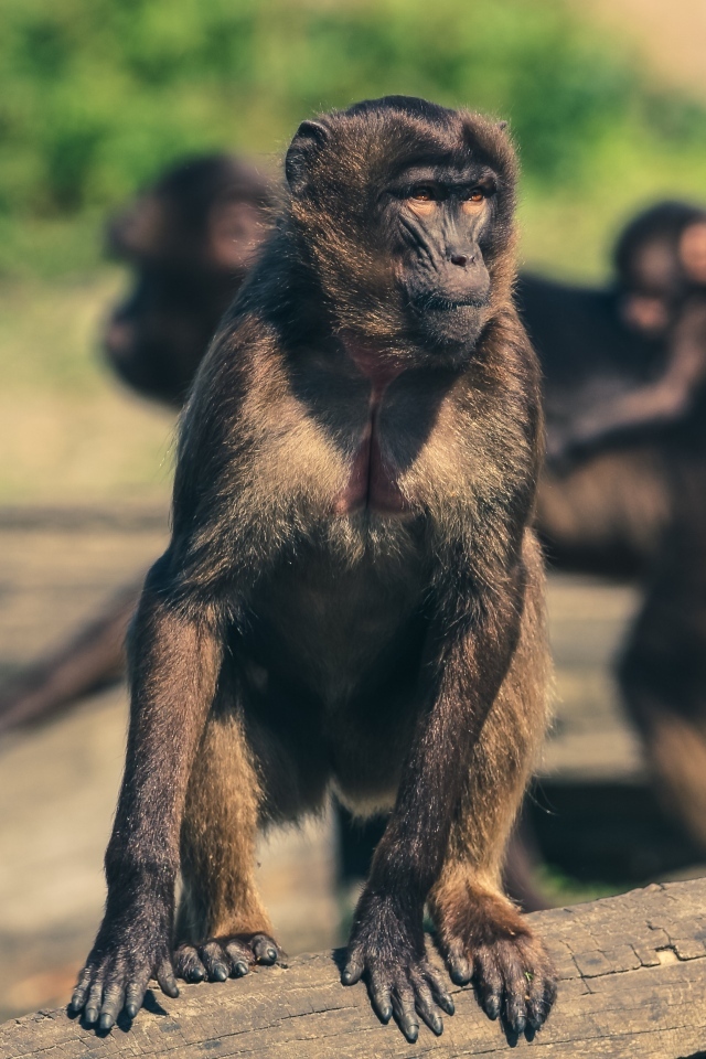 Обезьяна сидит на бревне в зоопарке