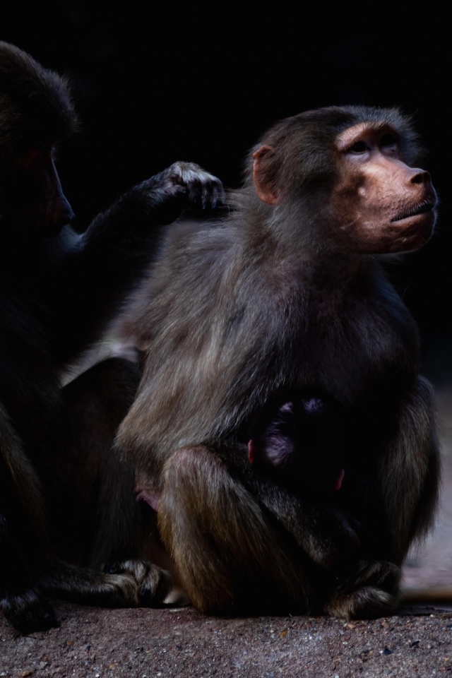 Два бабуина на черном фоне