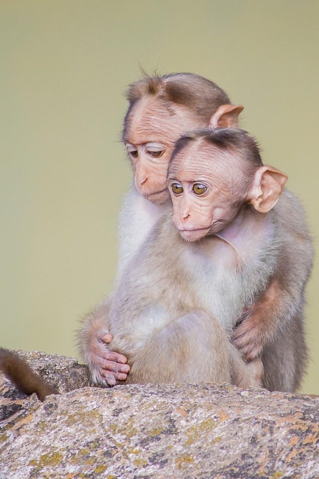 Две маленькие обезьяны на камне