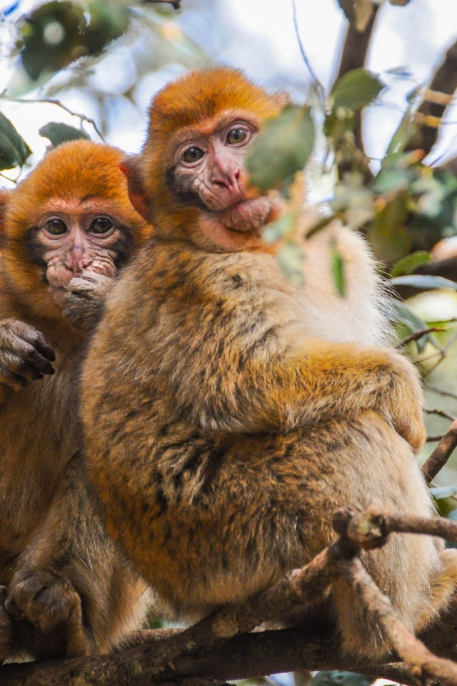 Две обезьяны сидят на ветке дерева