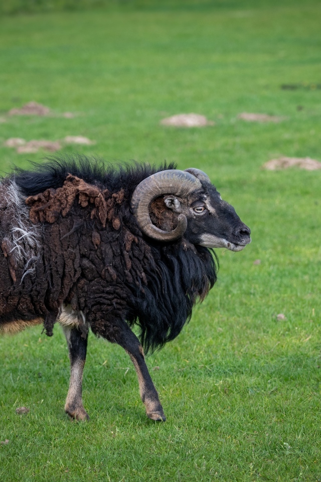 Большой старый не стриженный баран