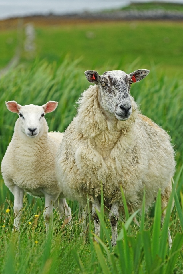 Большая овца с ягненком в зеленой траве