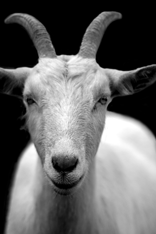 Большая белая коза на черном фоне
