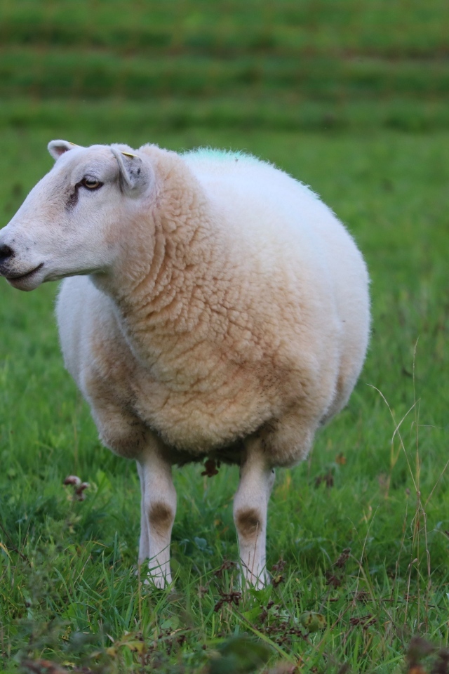 Большая белая овца на зеленой траве 