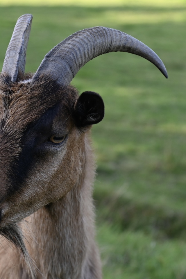 Домашняя коричневая коза с острыми рогами