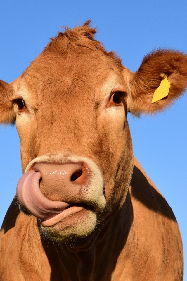 Домашняя корова с высунутым языком
