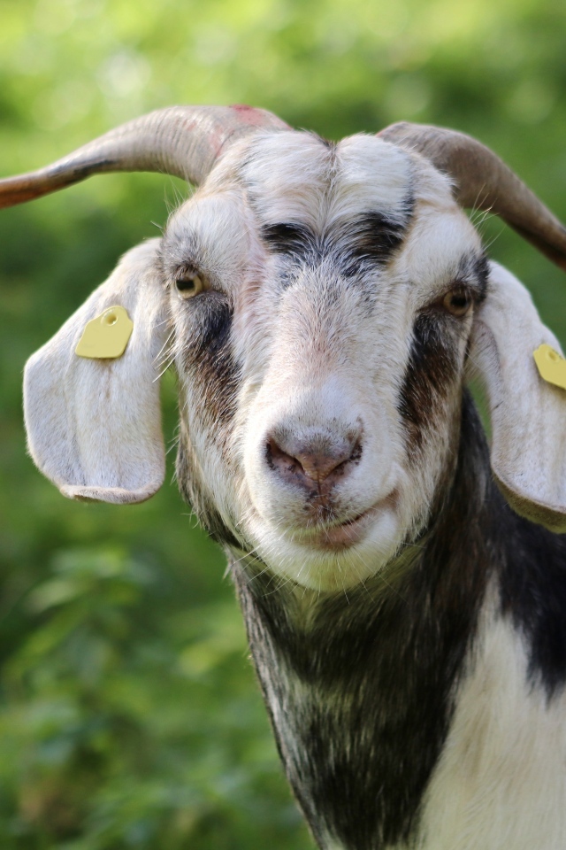Домашняя коза с рогами
