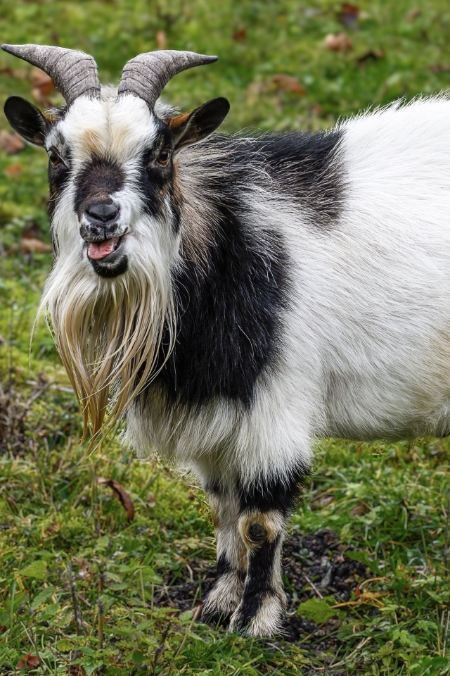 Козел с длинной бородой