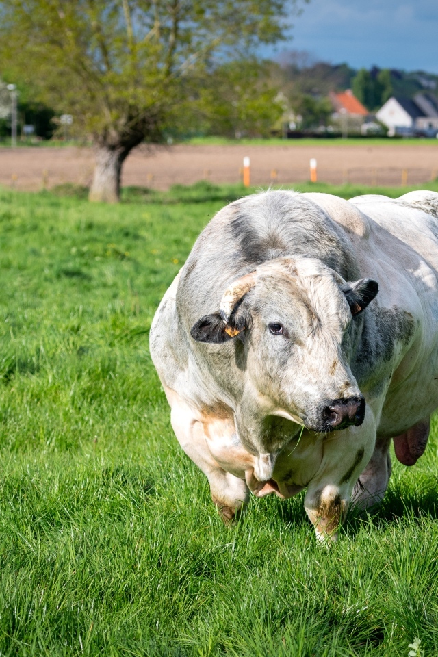 Огромный белый бык на зеленой траве