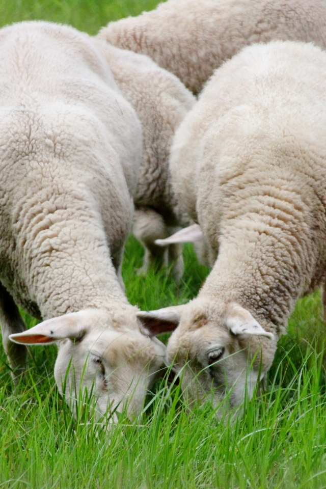 Овцы пасутся на зеленой траве