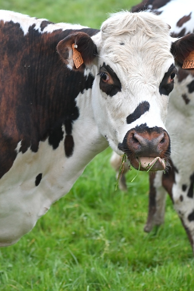 Пятнистые коровы на ферме 