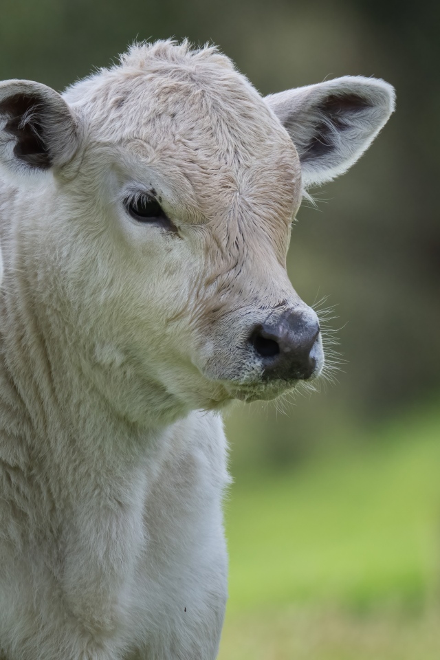 Белый теленок с коровой 