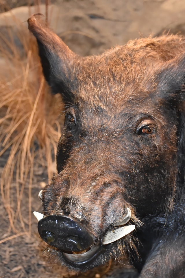 Большой дикий кабан крупным планом