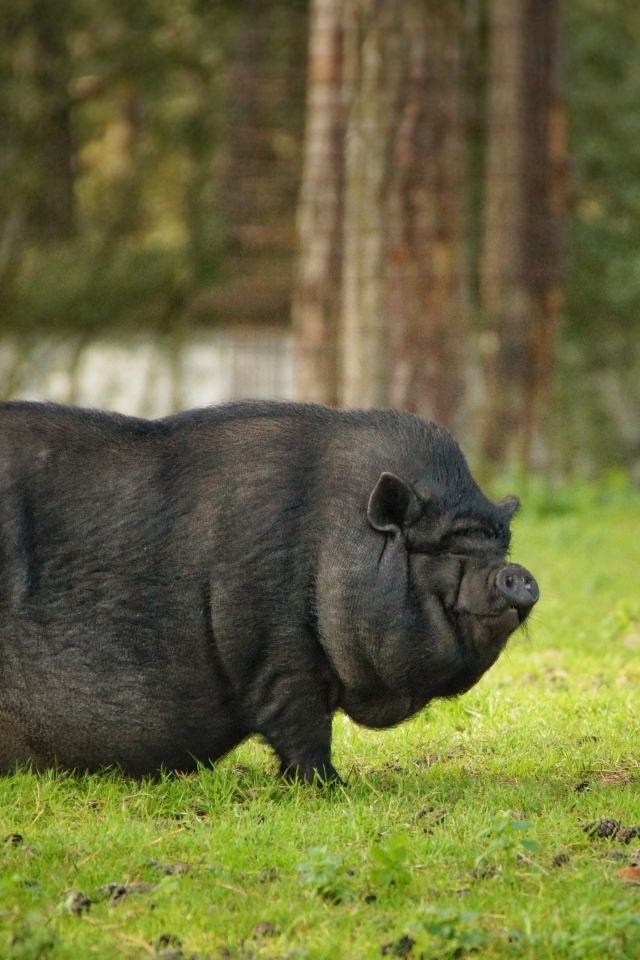 Черная карликовая свинья в парке