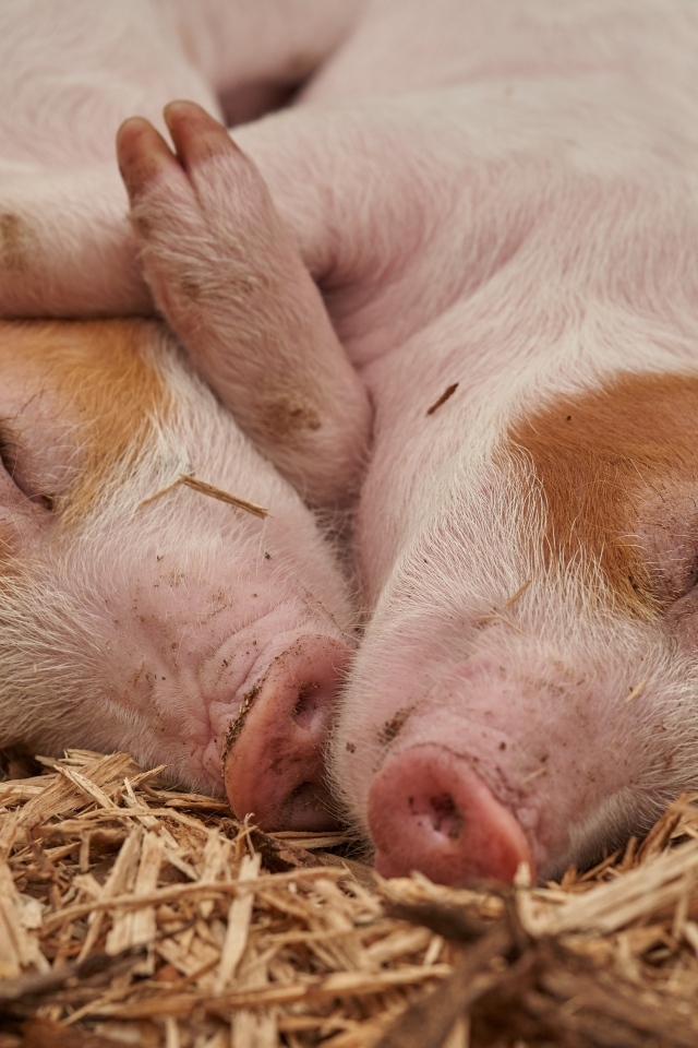 Милые поросята спят на сене