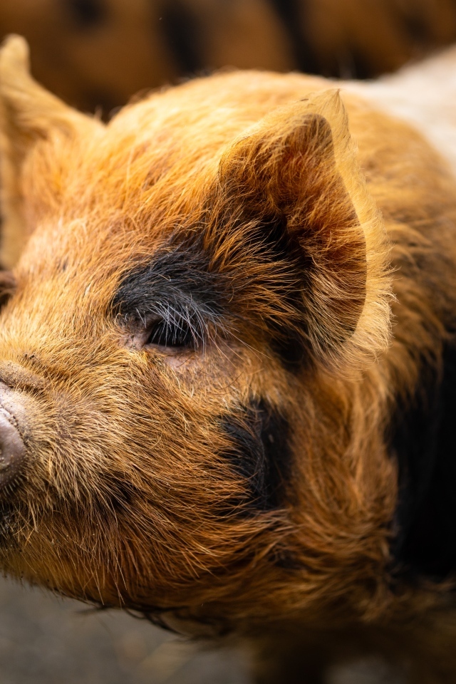 Большая домашняя коричневая свинья