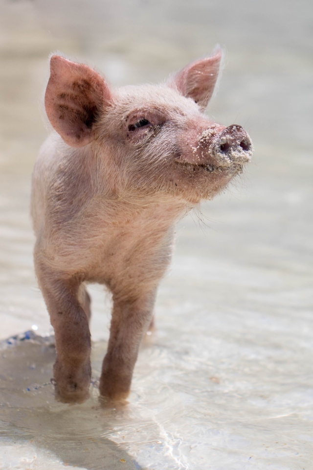 Маленький розовый поросенок идет по воде