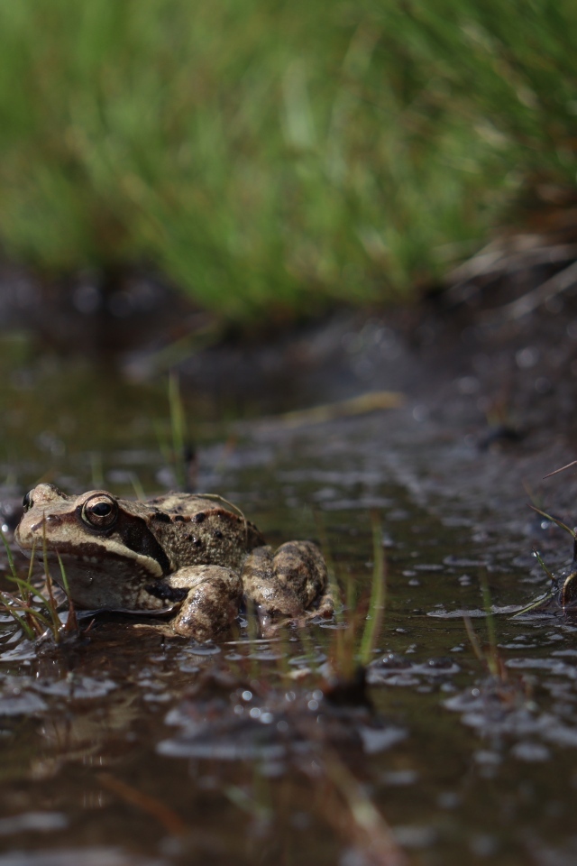 Лягушка сидит в луже во время дождя