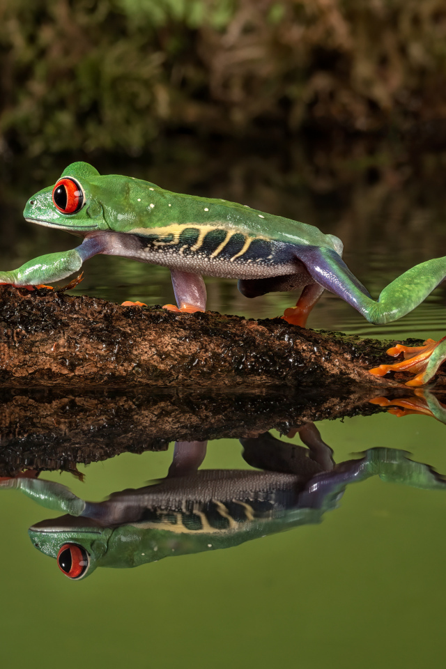Зеленая лягушка на ветке отражается в воде