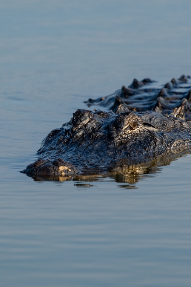 Большой аллигатор плывет по воде