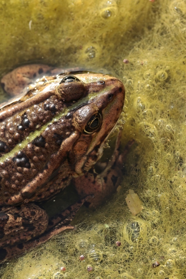 Большая жаба сидит в водорослях 