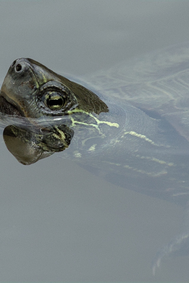 Большая черепаха плавает в воде