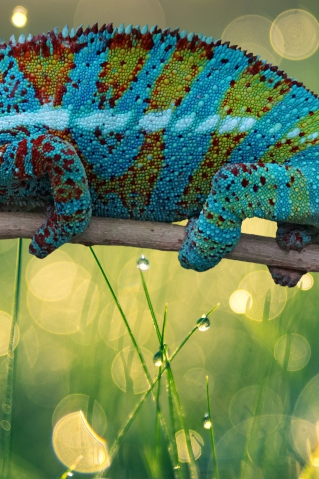 Красивый яркий хамелеон сидит на ветке