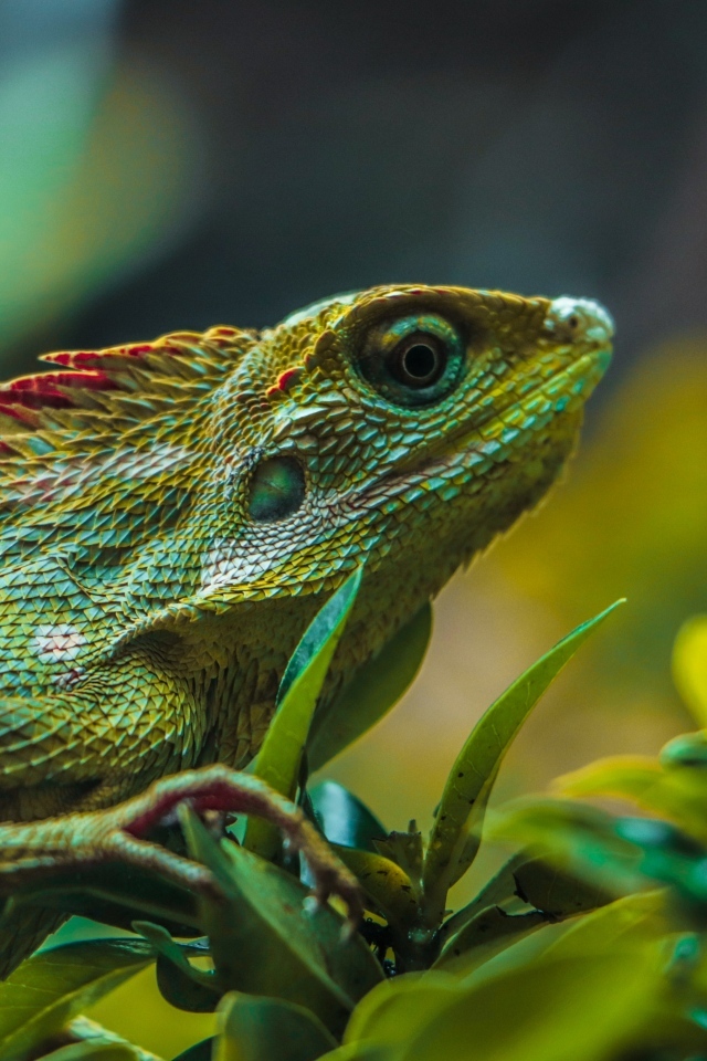 Красивая зеленая ящерица в листьях