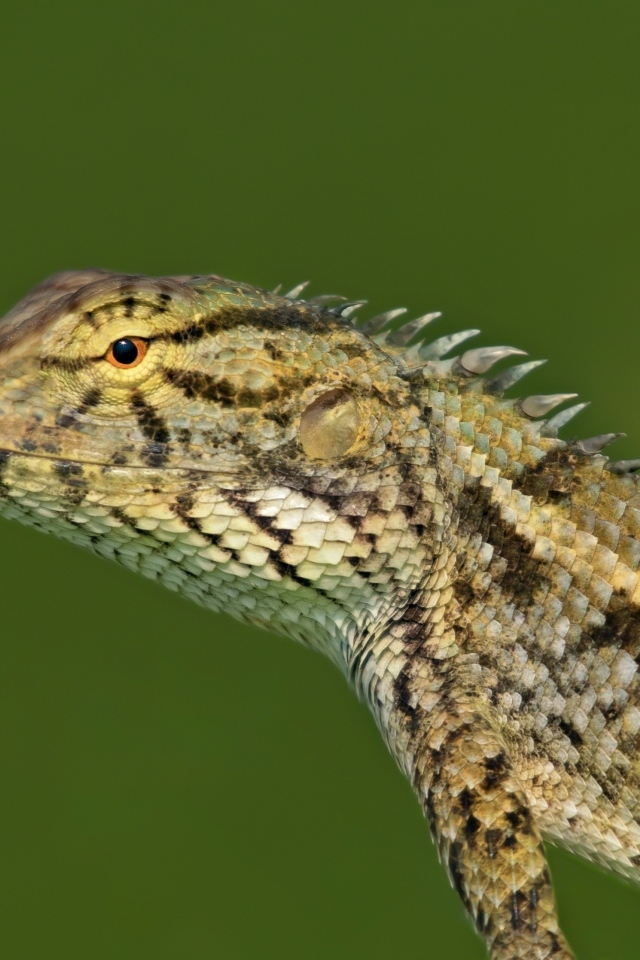 Красивая ящерица на зеленом фоне