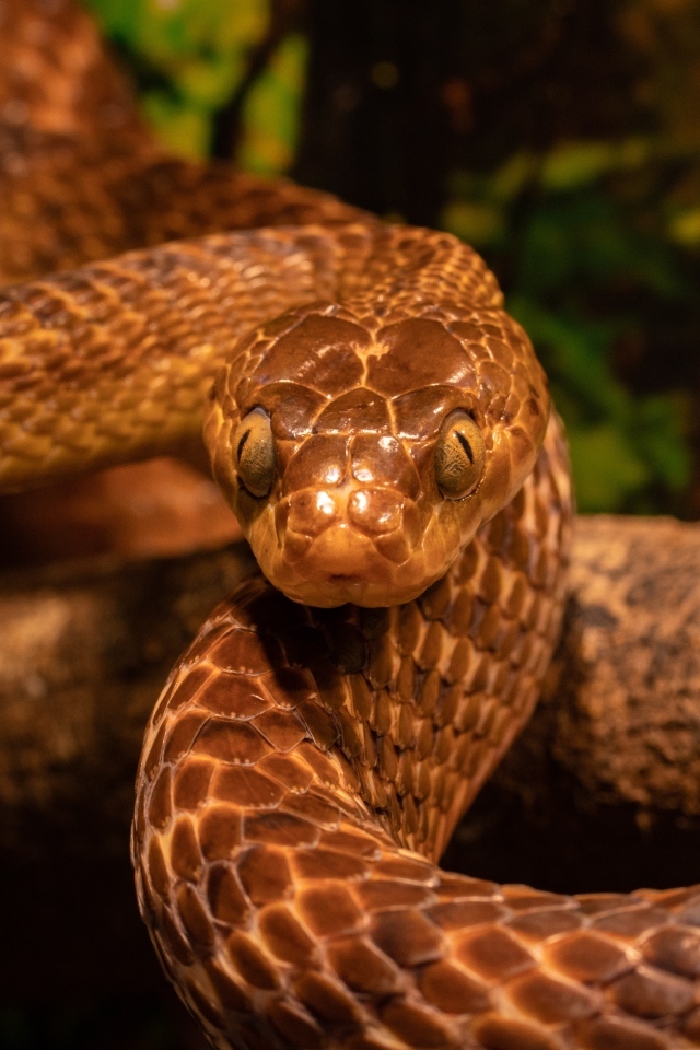 Красивая змея с большими глазами