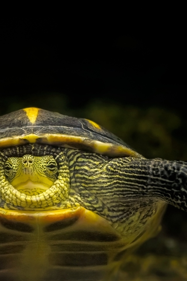 Большой китайская полосатая черепаха в аквариуме