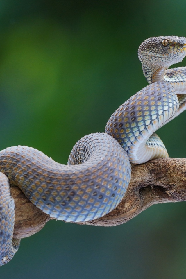 Большая голубая змея на ветке 