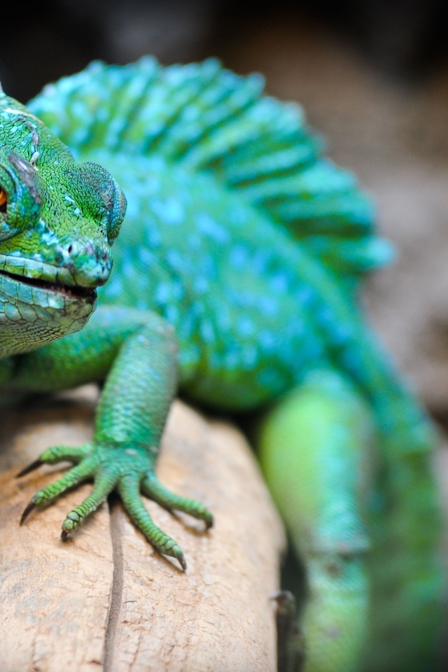 Большая зеленая ящерица на ветке