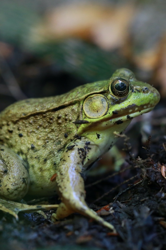 Большая зеленая жаба на земле