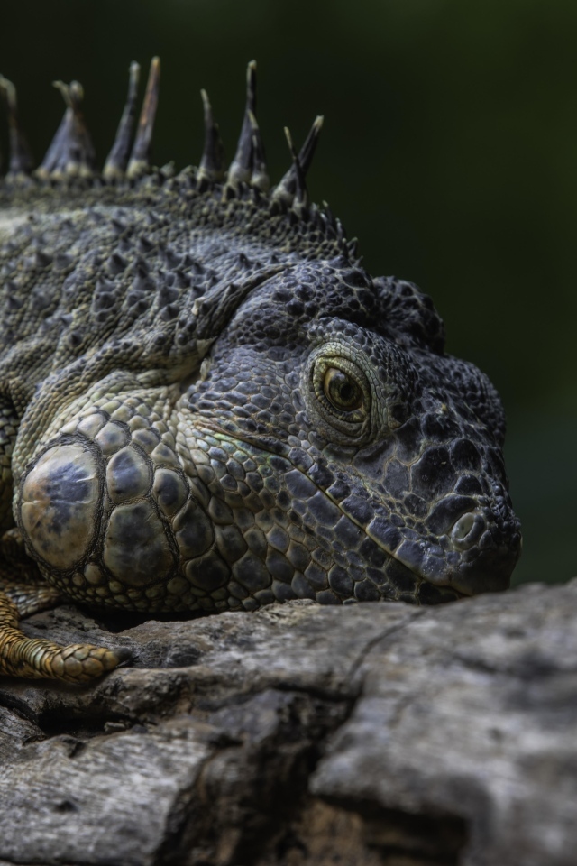 Большая игуана на старом дереве