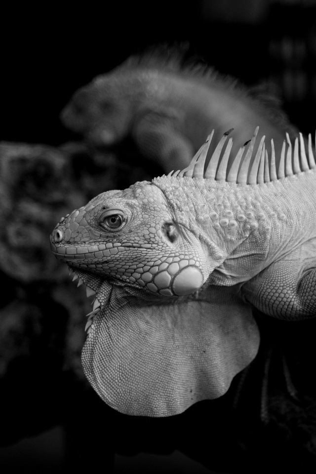 Черно-белое фото игуаны