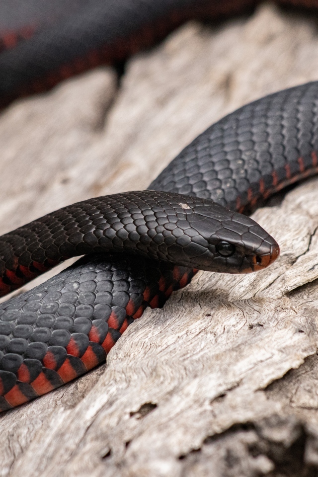 Black snake with red belly