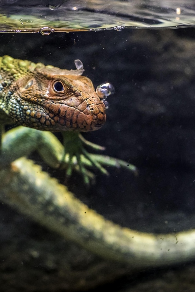 Ящерица кайман плавает в воде