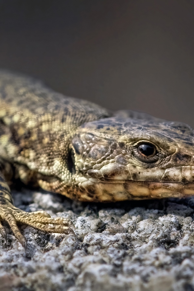 Серая ящерица сидит на камне