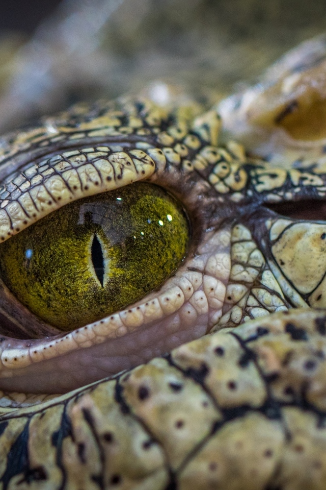 Зеленый глаз аллигатора