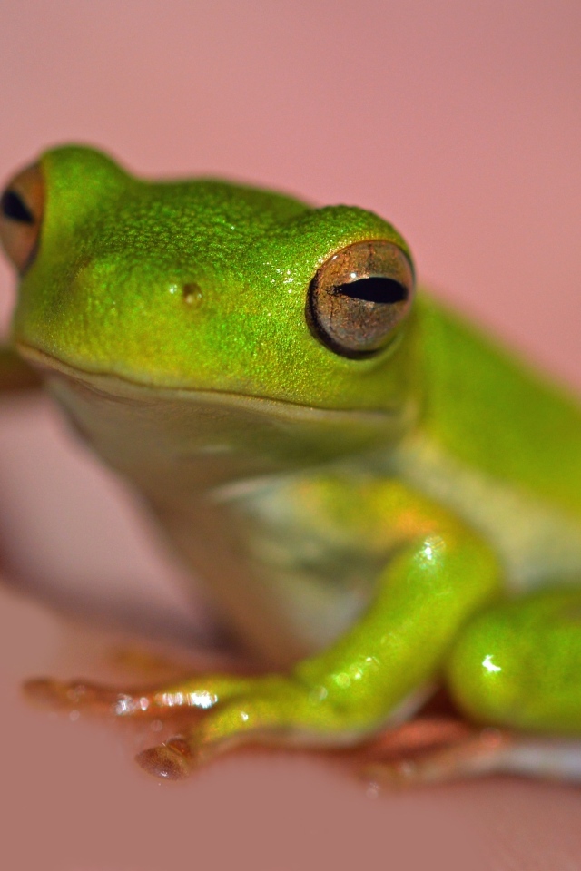 Зеленая лягушка на розовом фоне