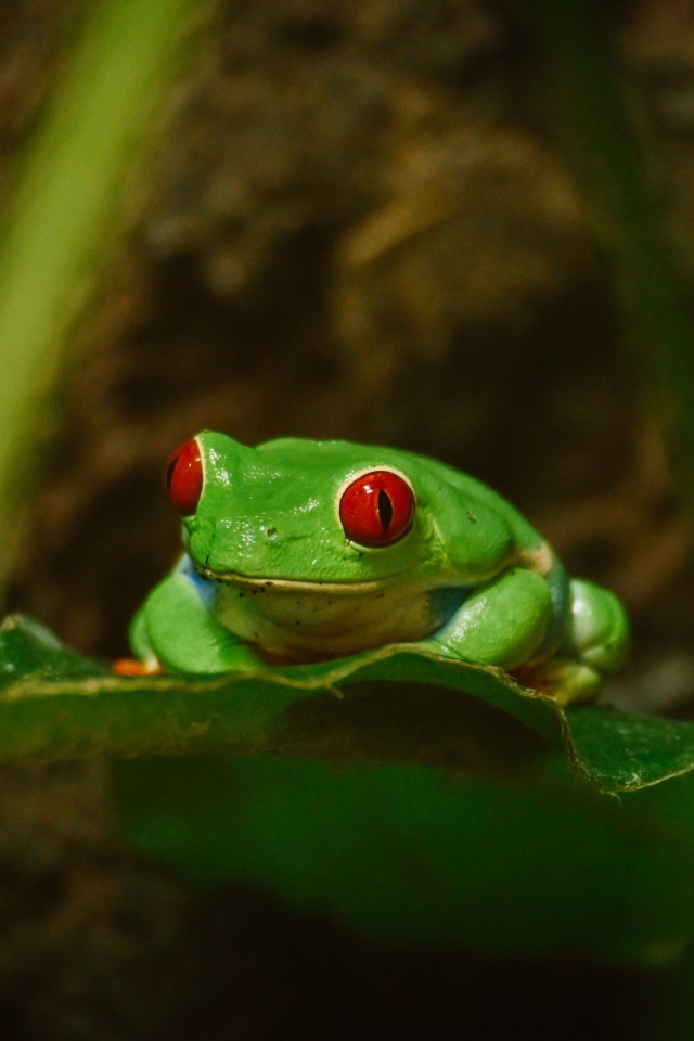 Зеленая лягушка с красными глазами сидит в листьях